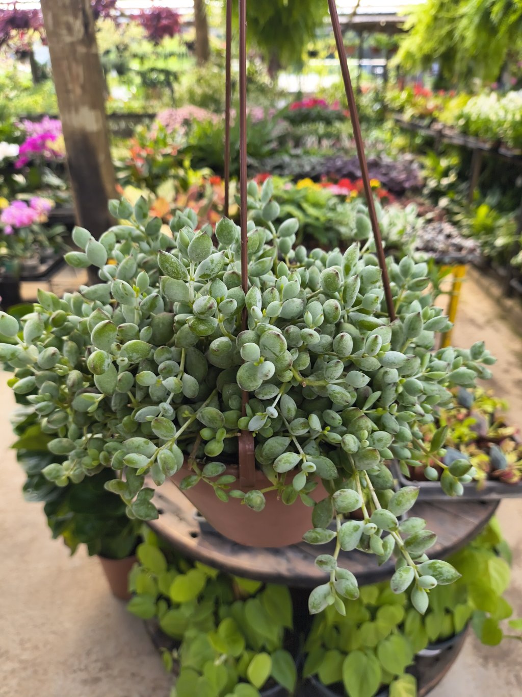 Cotydon-ceafl Suculenta 