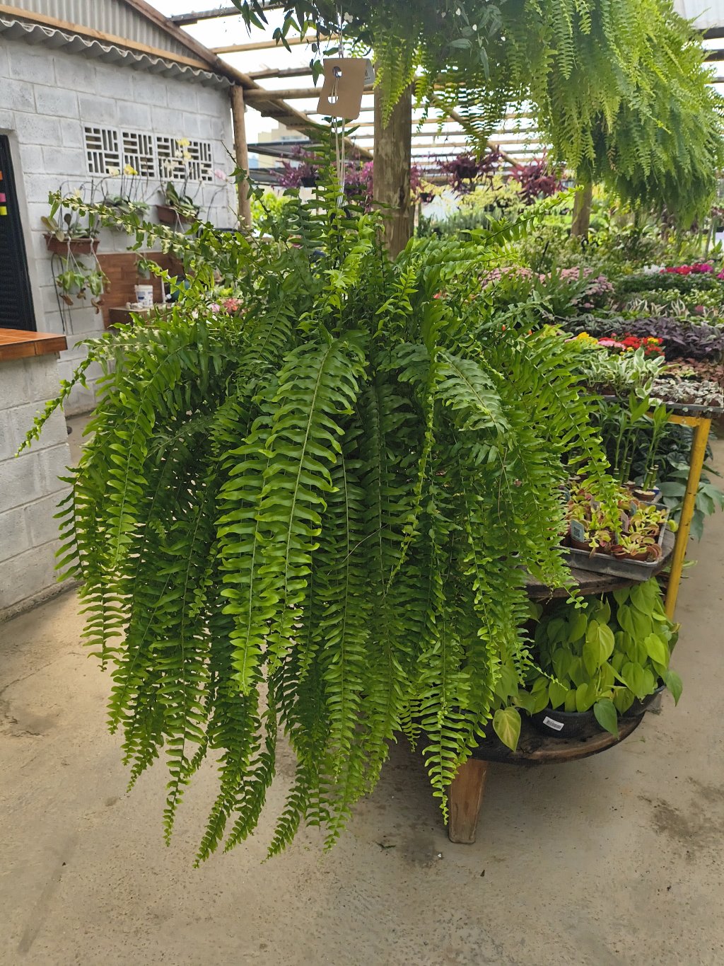 Samambaia Americana cuia 25