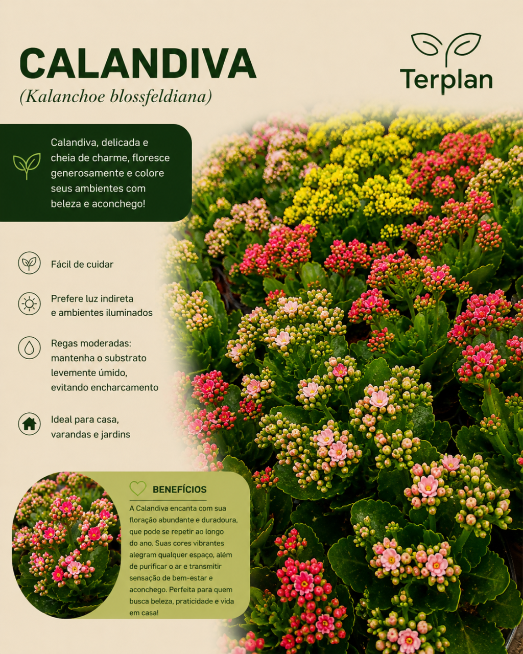 Calandiva P11