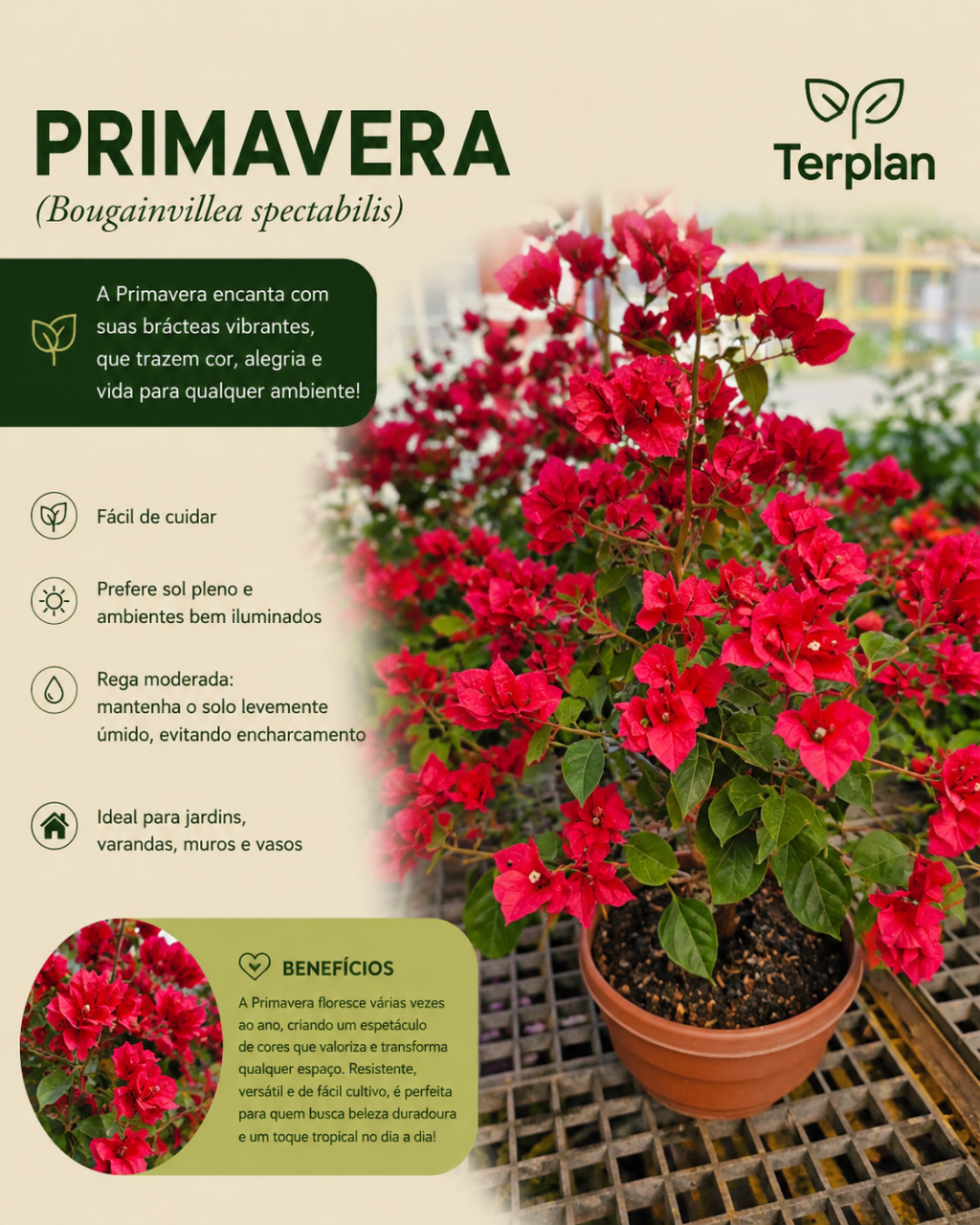 Primavera C25