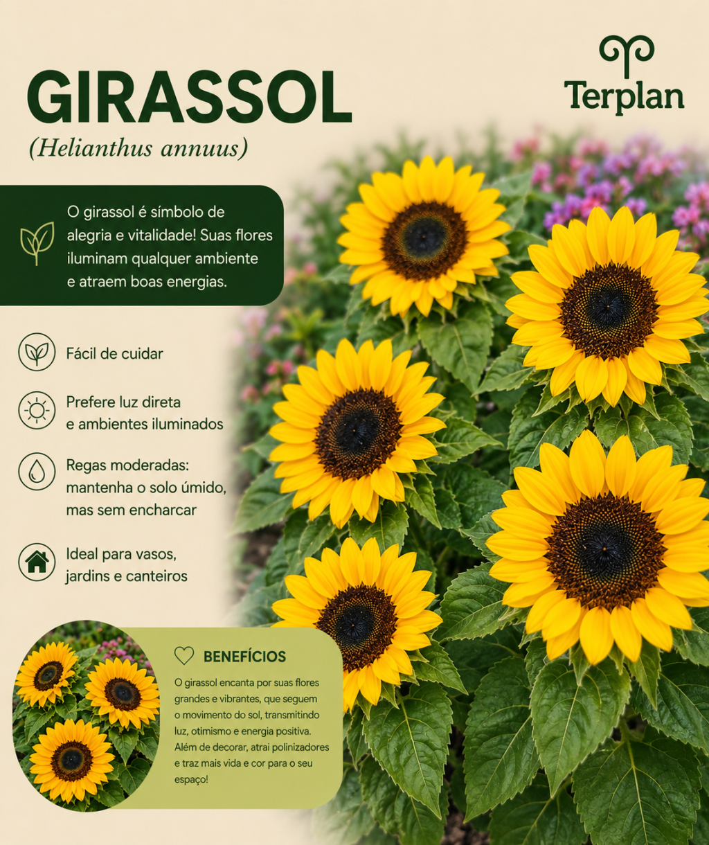 Girassol P15