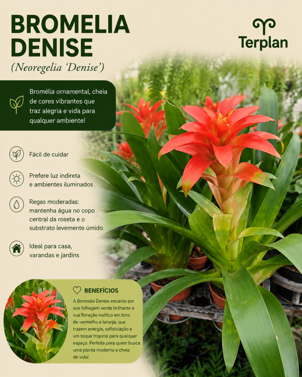 Bromelia Denise