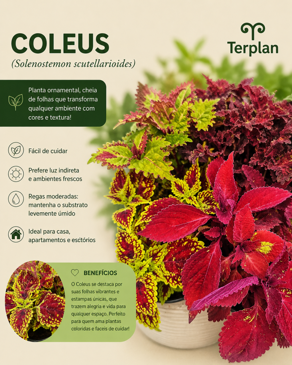 Coleus P15