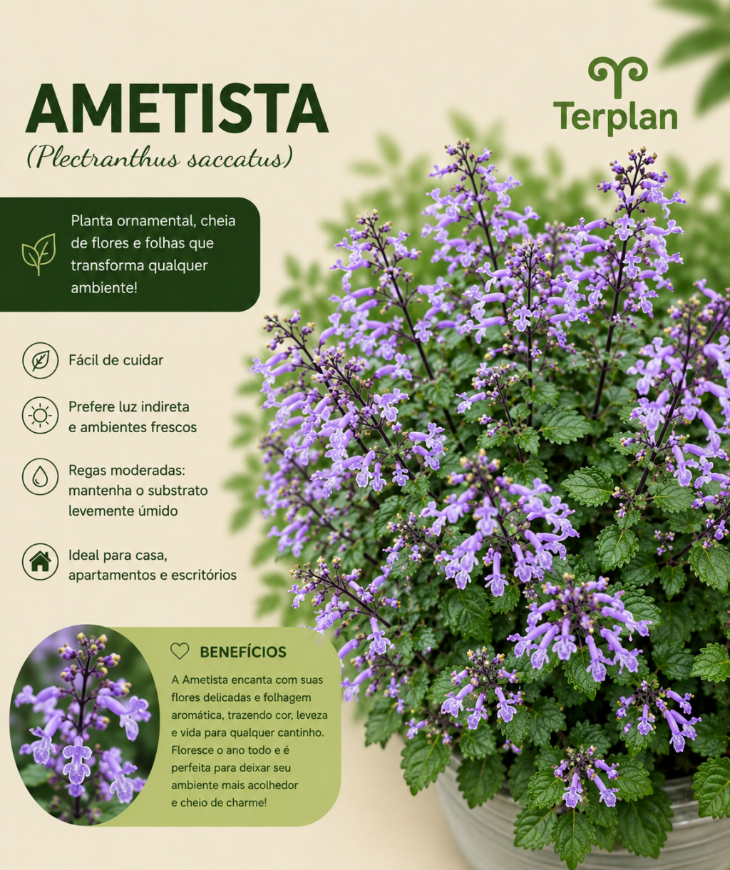 Ametista P15