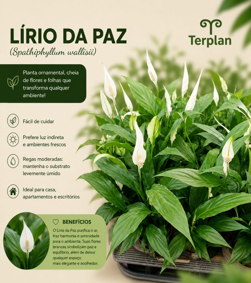 Lírio da Paz Mini P11