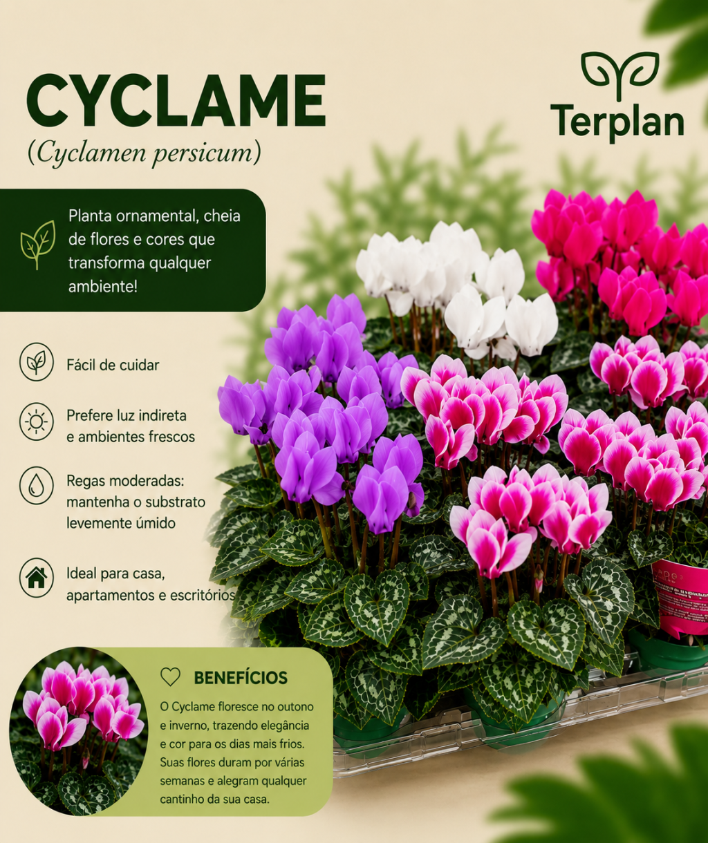 Cyclame P11