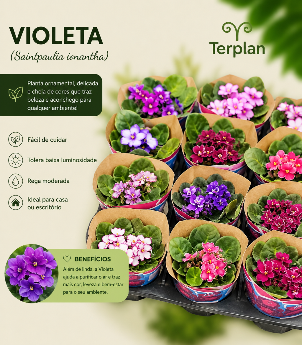 Violeta P11