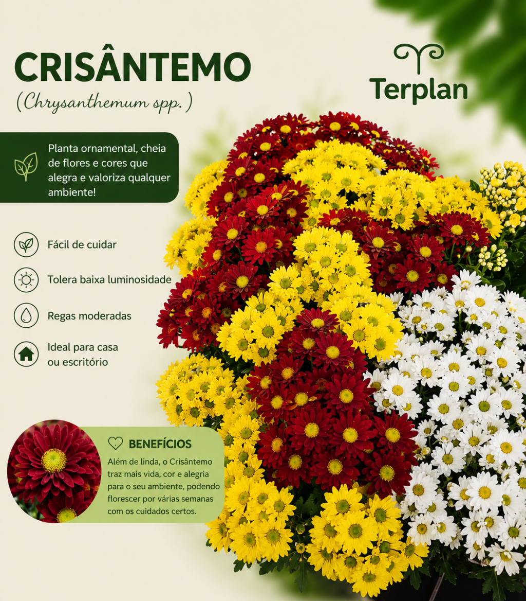 Crisântemo P11
