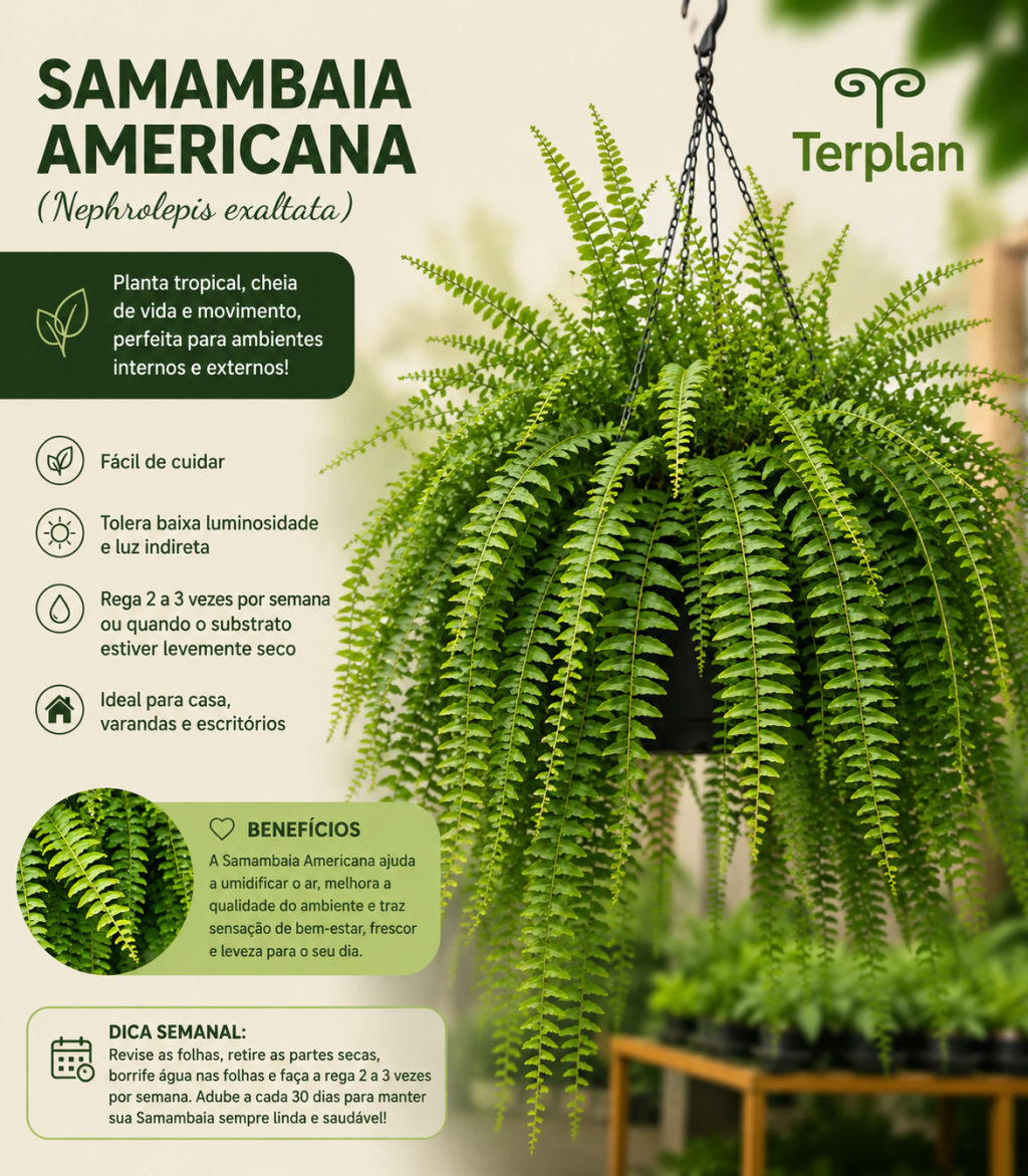 Samanbaia Americana C25