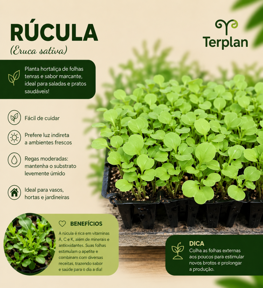 Rúcula plug 10 unidades 