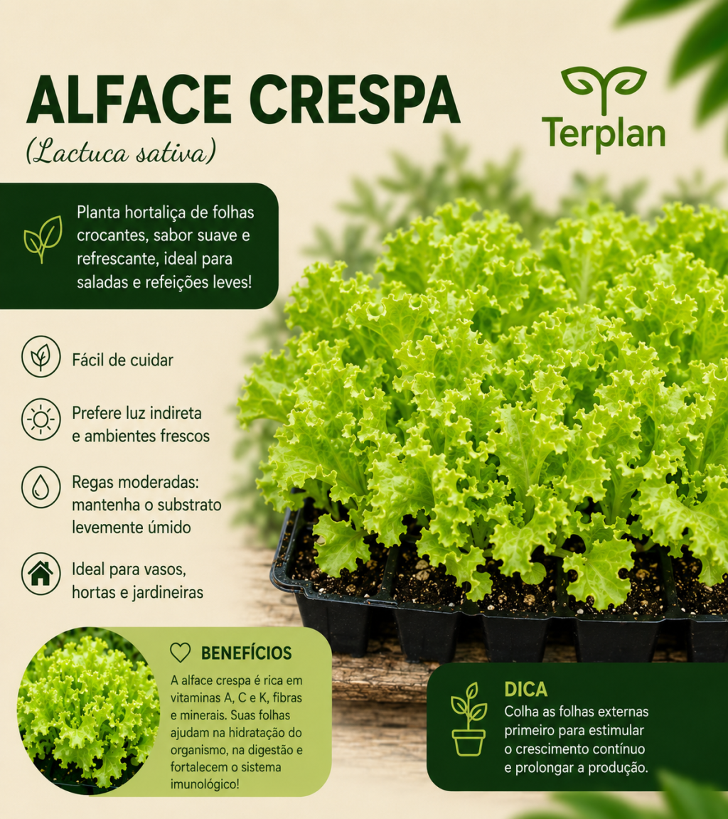 Alface Crespa Plug 10 unidades