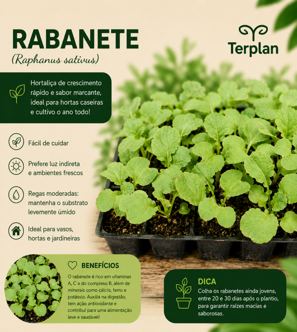 Rabanete plug 10 unidades 