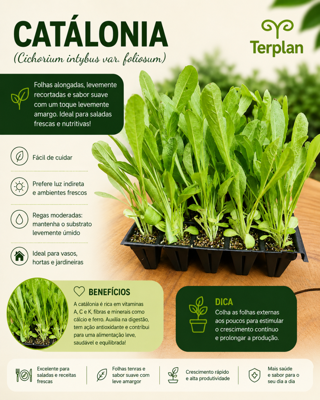 Catálonia plug com 10 unidades