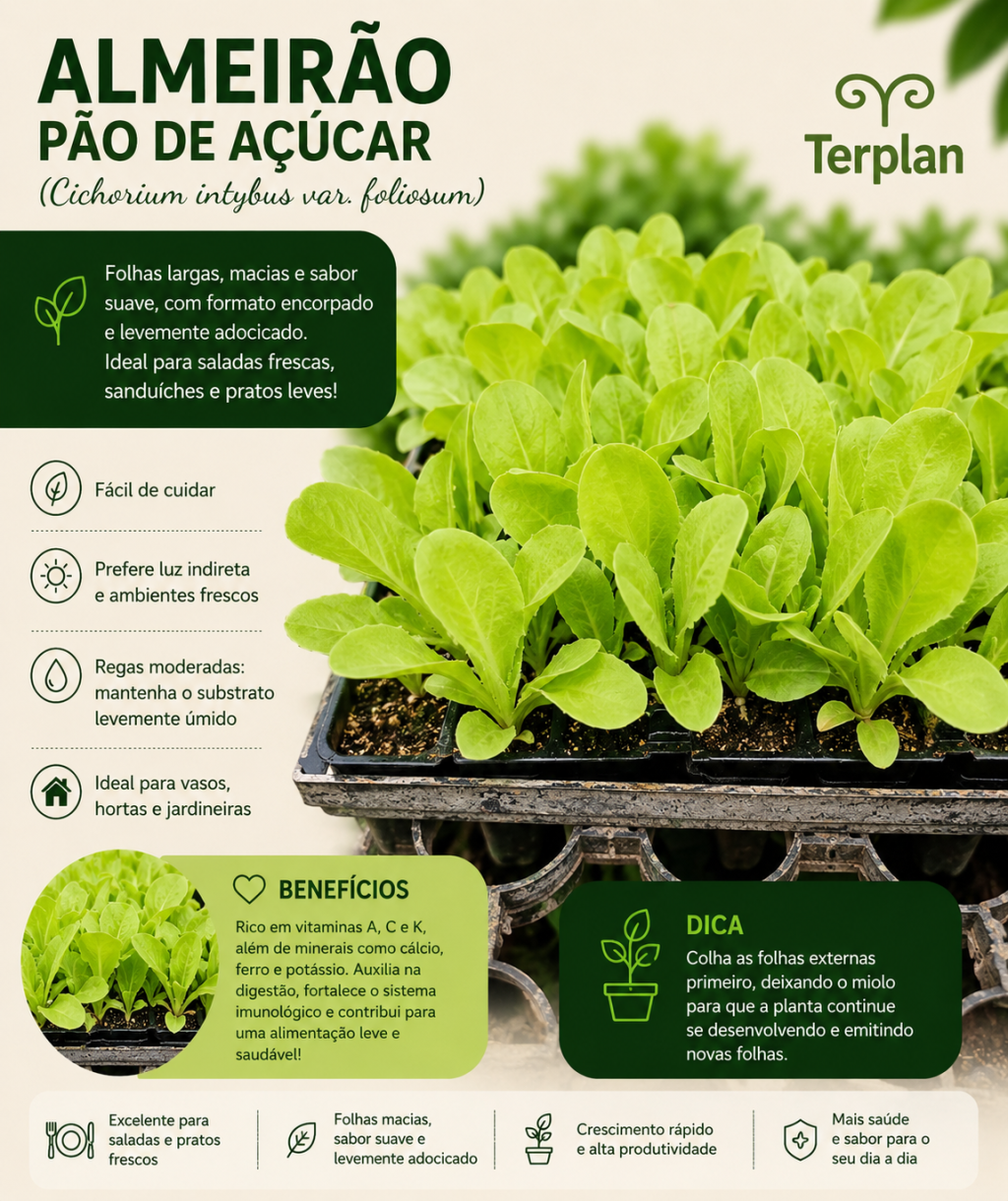 Almeirão Pão de Açúcar plug com 10 unidades
