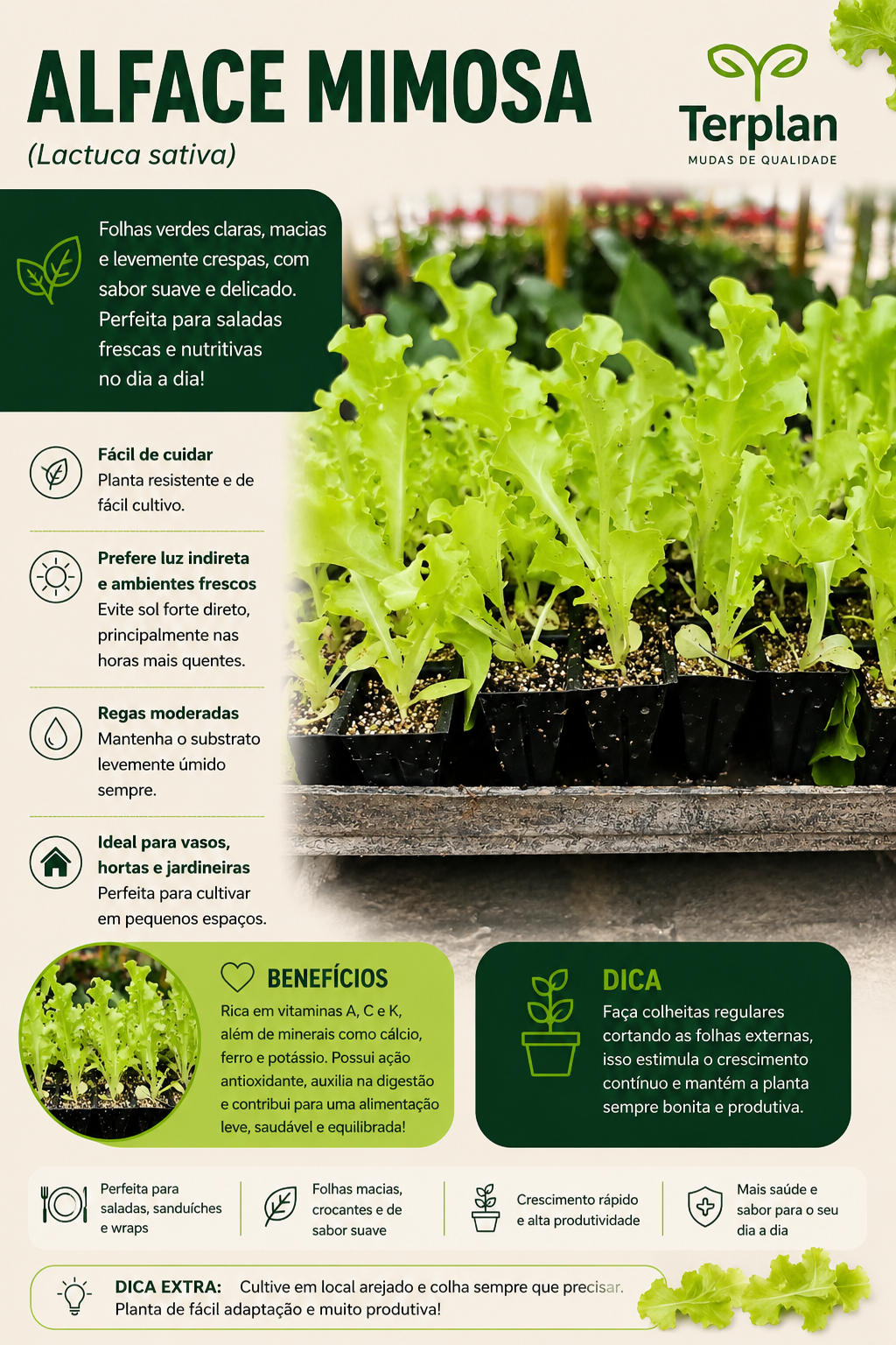 Alface Mimosa plug 10 unidades