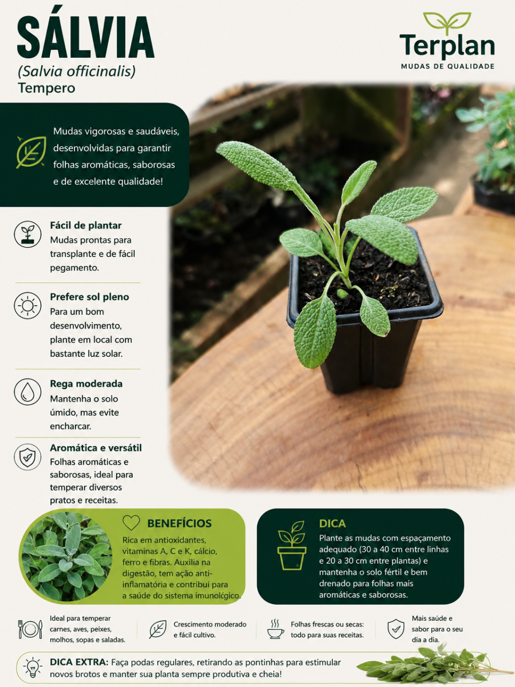 Salvia Tempero Muda