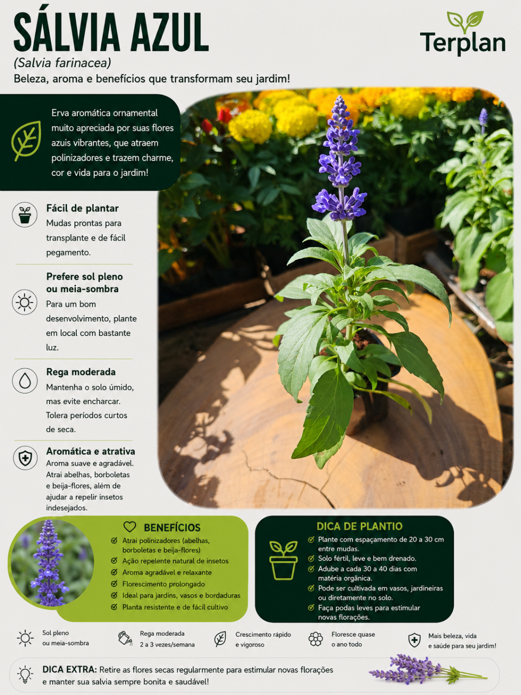 Salvia Azul Muda