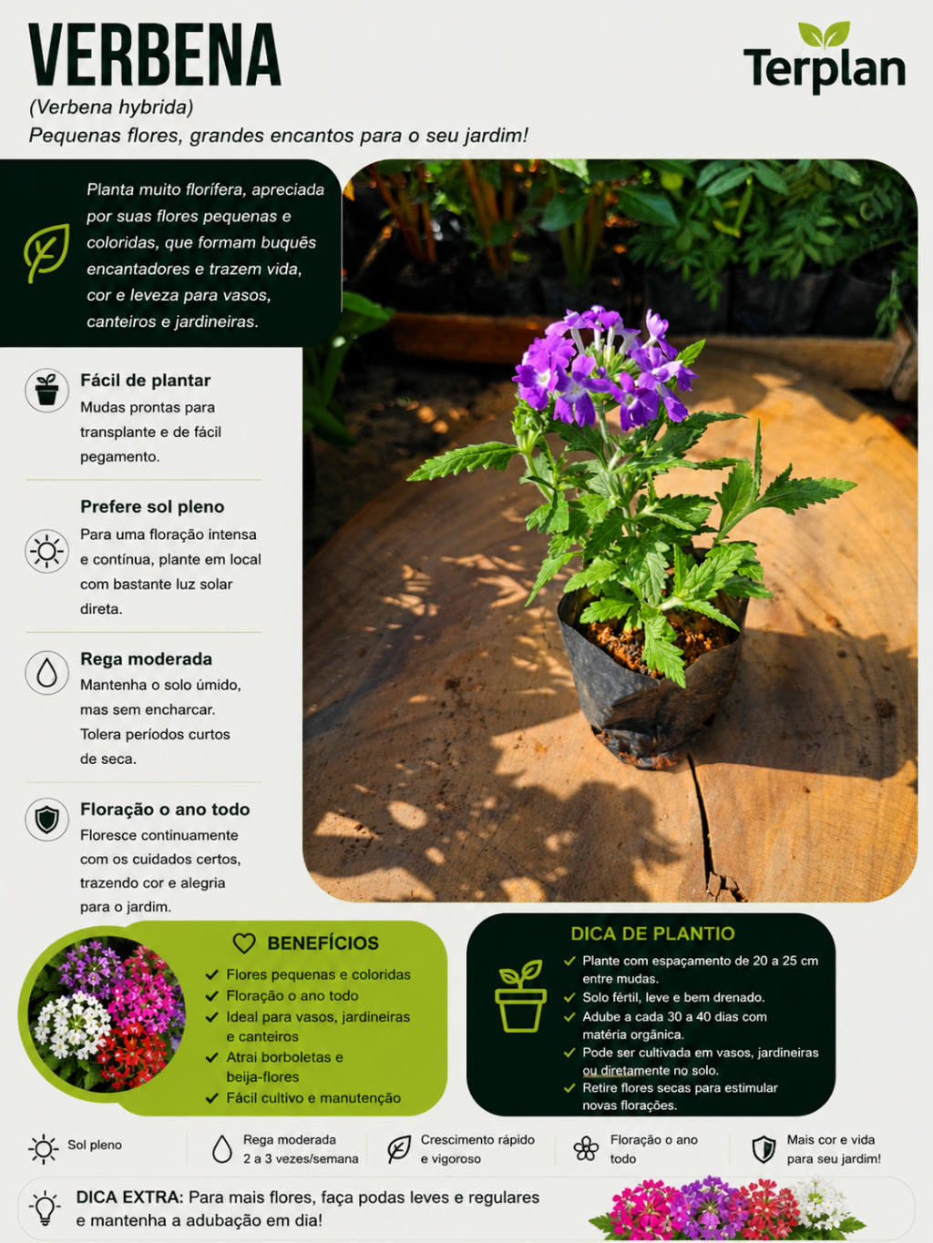 Verbena muda