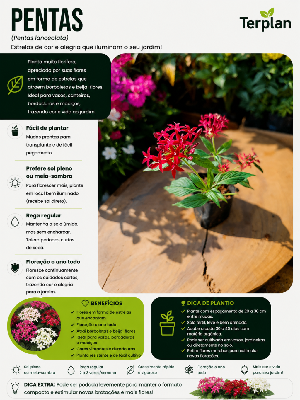 Pentas Muda 