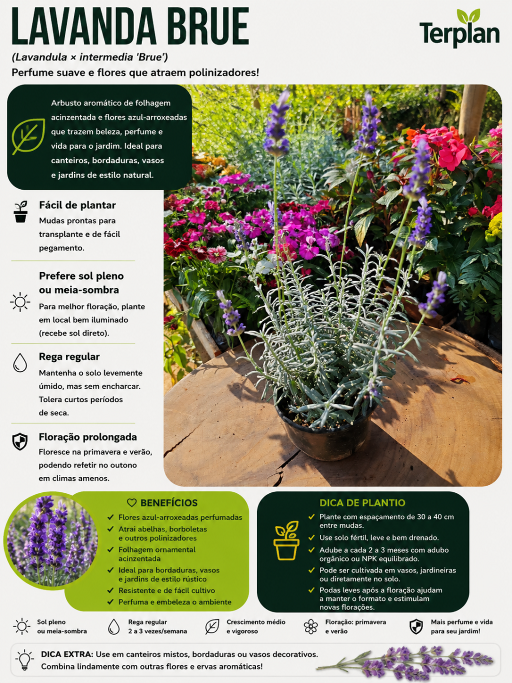 Lavanda Blue Spirit P15