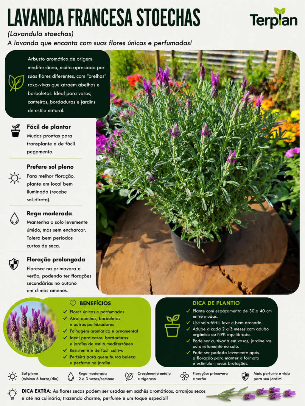 Lavanda Francesa Stoechas P15