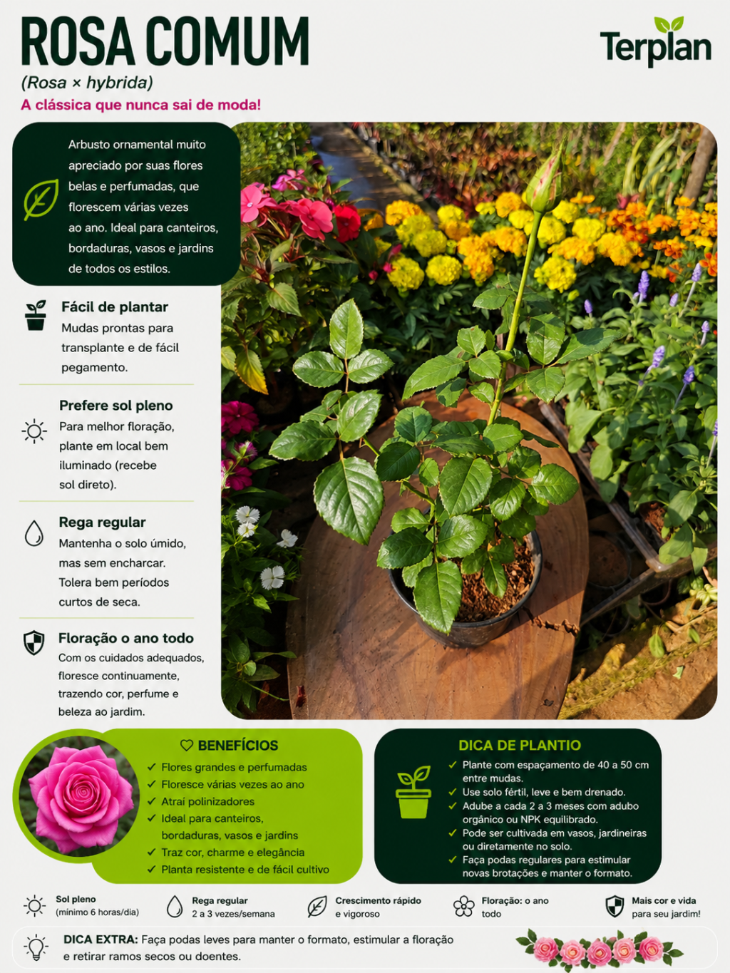 Rosa P15