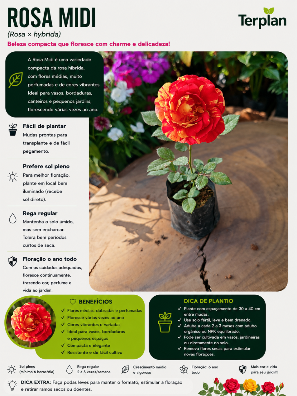Rosa Midi Muda 