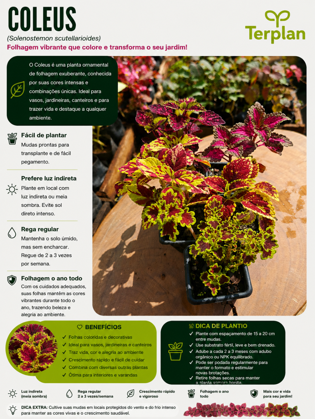 Coleus Muda 