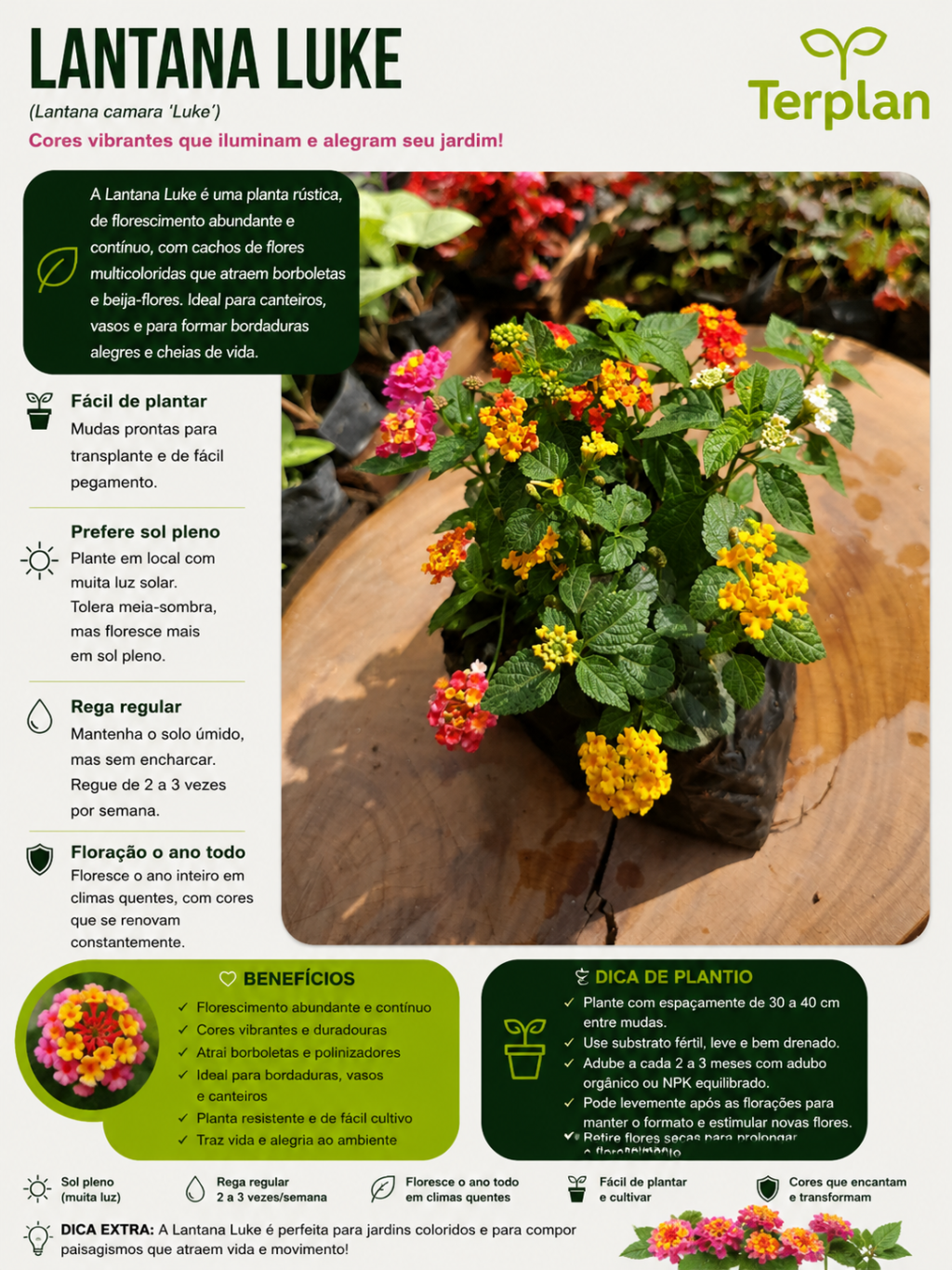 Lantana Luke Muda