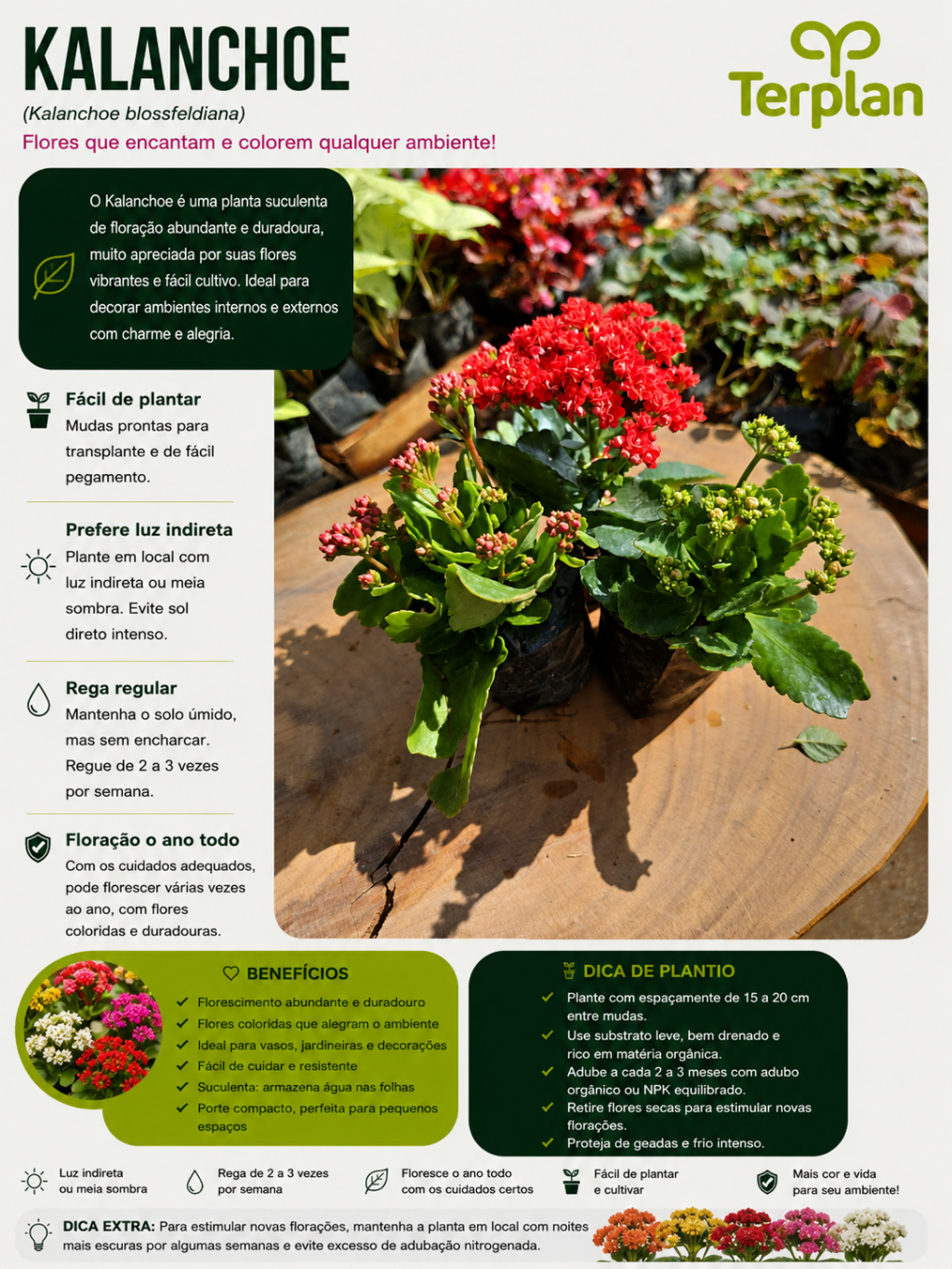 Kalanchoe Muda