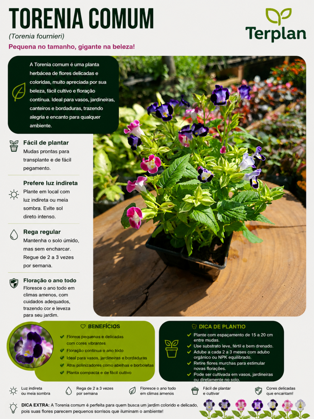 Torenia Comum Muda 