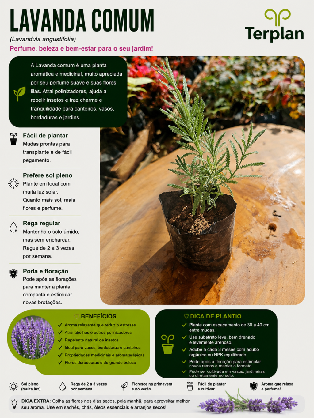 Lavanda Muda