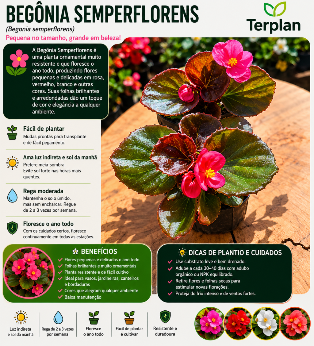 Begonia Semperflorens Muda