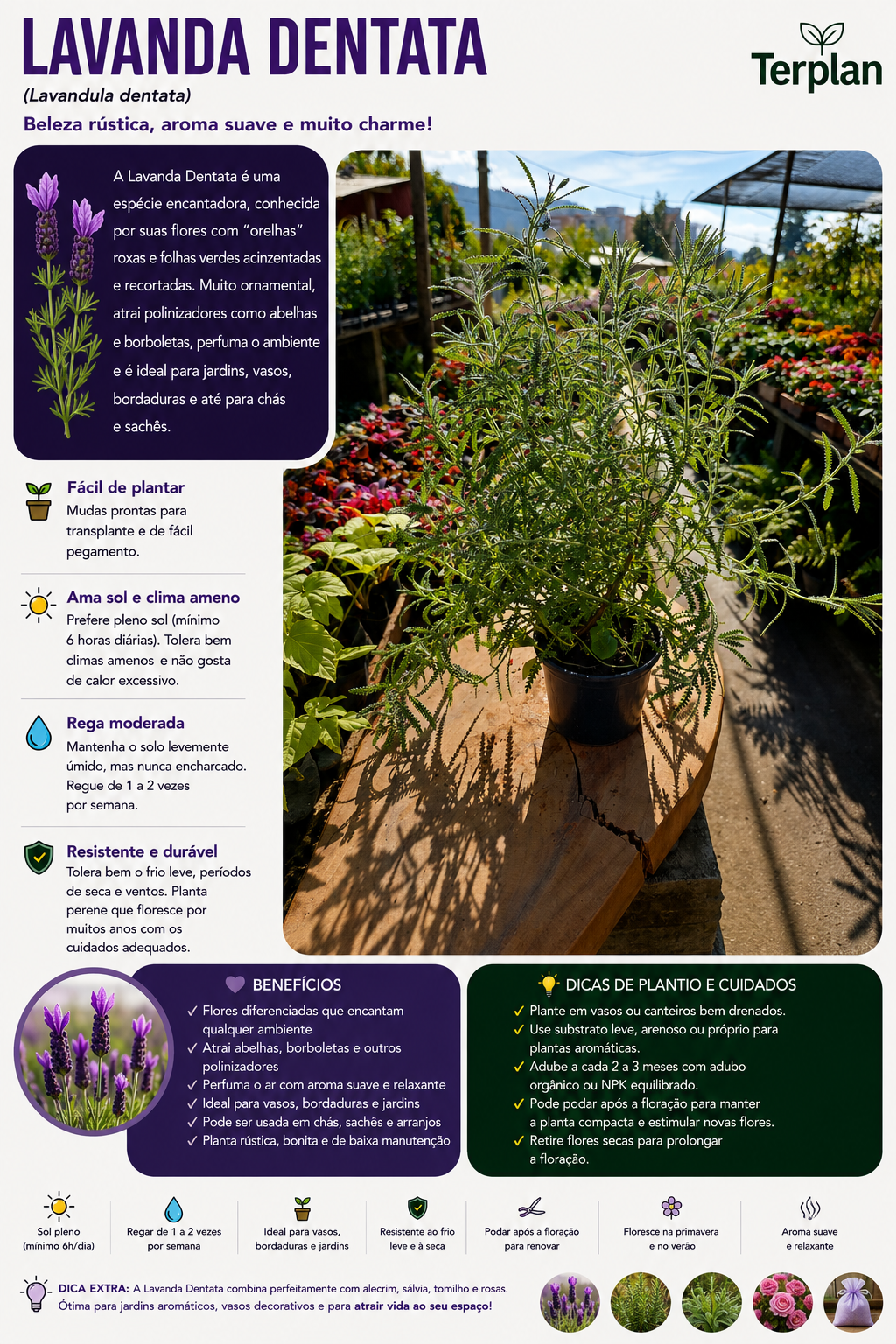 Lavanda Comum P15