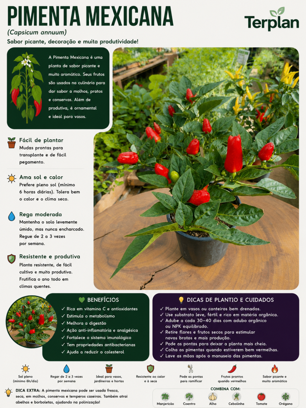 Pimenta mexicana P15