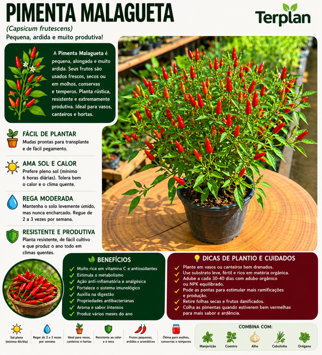 Pimenta Malagueta P15