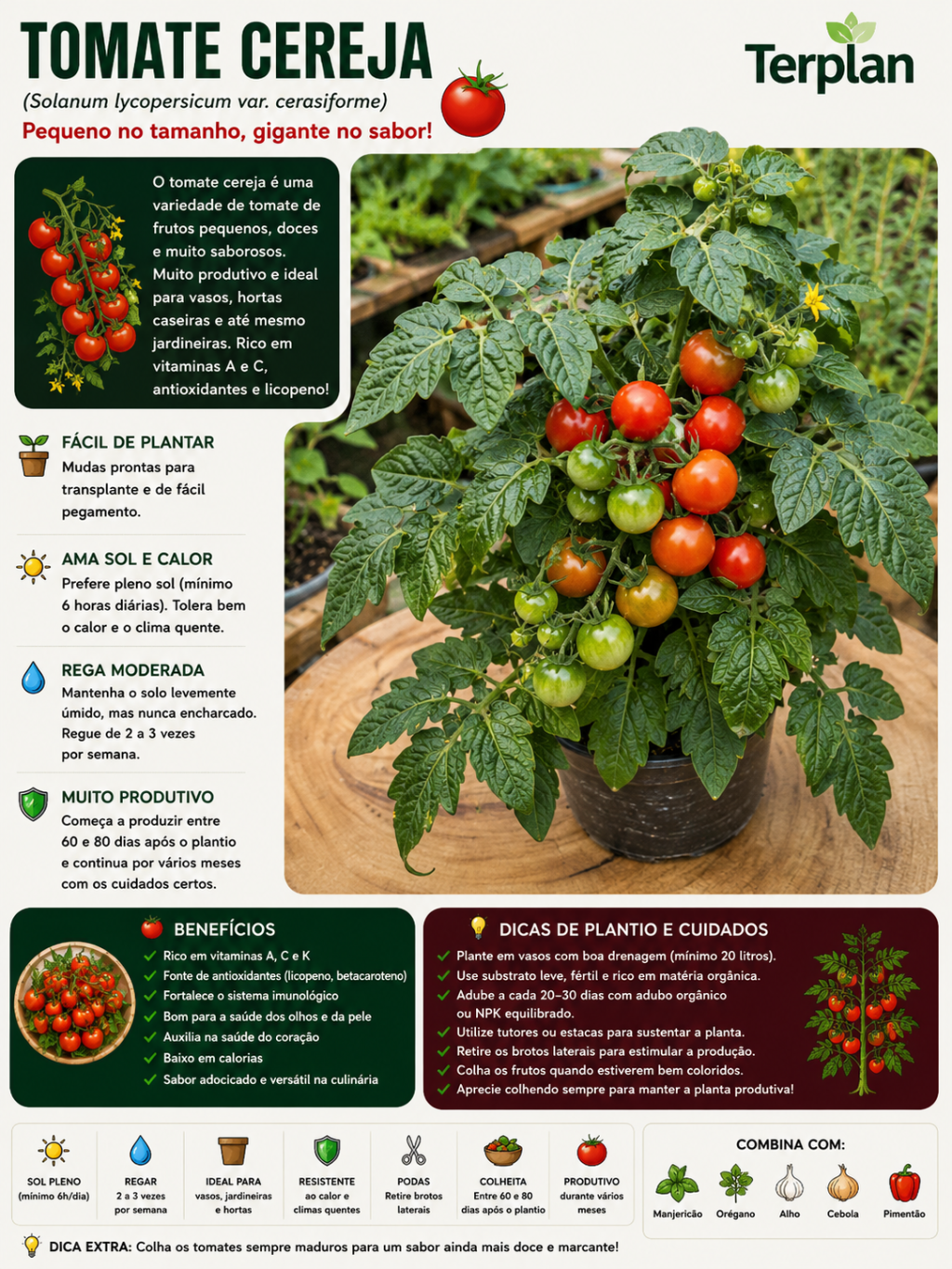  Tomate Cereja P15