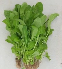 Rúcula Hidropônica