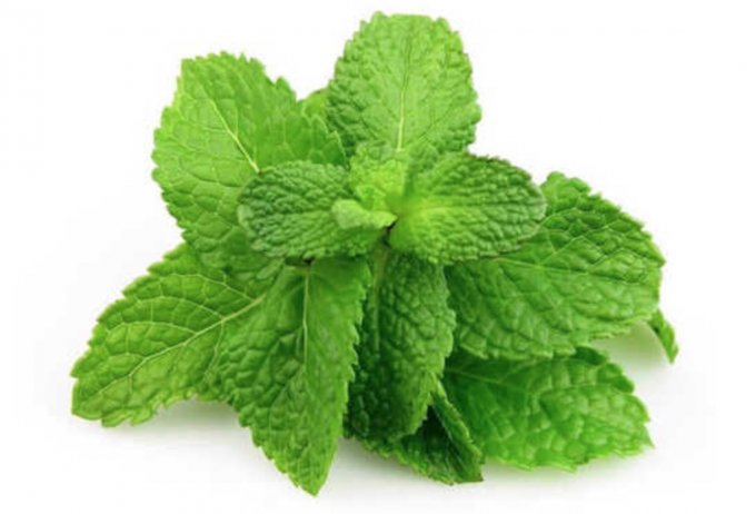 Hortelã fresco