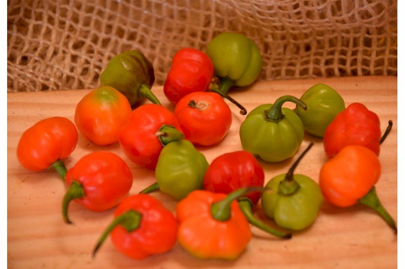 Pimenta de Bode 200 gramas