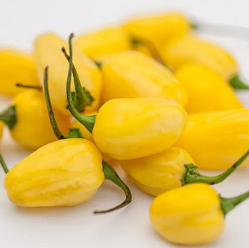 PIMENTA CUMARI 100 gramas